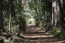 Passeio Pedestre_9